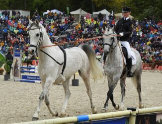 Ein Pferd läuft vor einem Reiter an der Leine