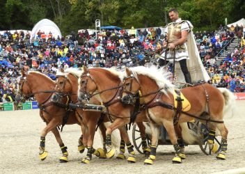 Vier Haflinger ziehen eine Quadriga