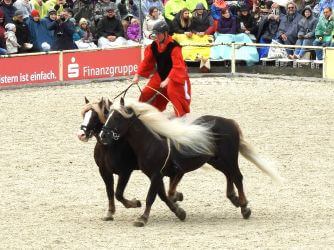 Ein Reiter steht auf zwei nebeneinander galoppierenden Pferden